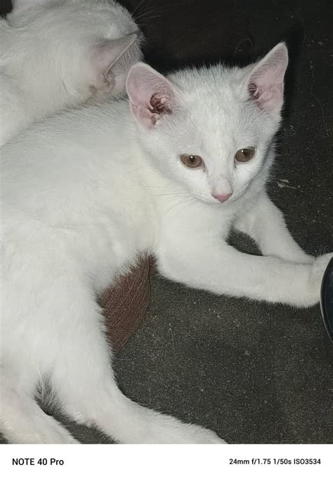 olx russian|russian cat .